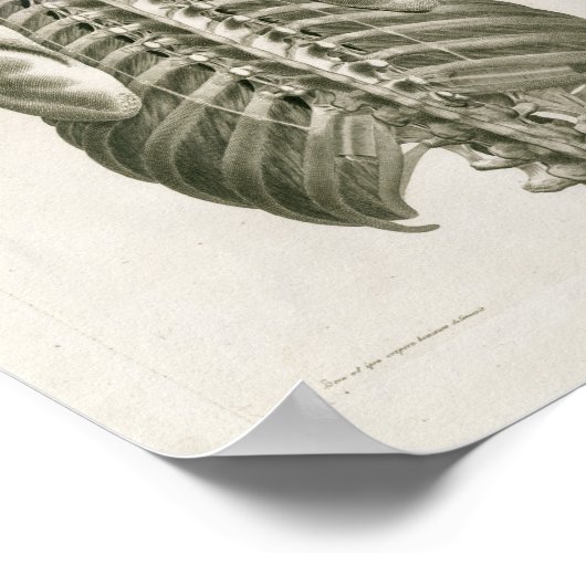  1853 Skull Spine Anatomy Art Afdrukken Poster (Hoek)