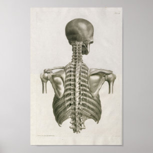  1853 Skull Spine Anatomy Art Afdrukken Poster