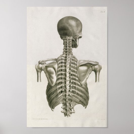  1853 Skull Spine Anatomy Art Afdrukken Poster (Voorkant)