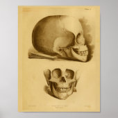 1854  Anatomie Anatomy Print Human Skull Jaw (Voorkant)