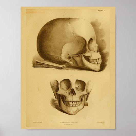 1854  Anatomie Anatomy Print Human Skull Jaw (Voorkant)