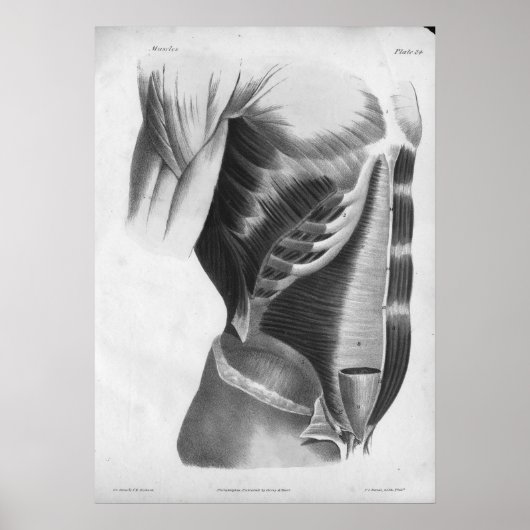 1854  anatomie borst spieren B/W afdrukken Poster (Voorkant)