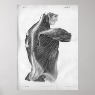 1854  anatomie Rugspieren B/W afdrukken Poster