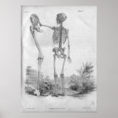 1854  Anatomy Skelet Print (Voorkant)