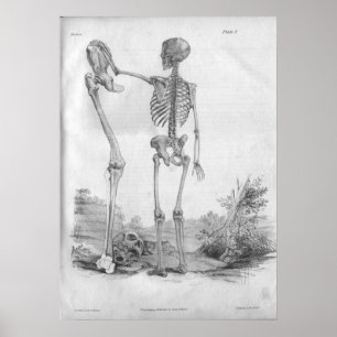 1854 Anatomy Skelet Print