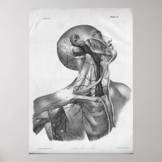 1854  kop- en nekkarteriën Anatomie afdrukken Poster (Voorkant)