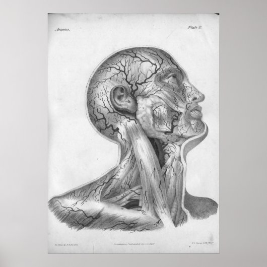 1854  kop- en nekkarteriën Anatomie afdrukken Poster (Voorkant)