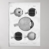 1854  ooganatomie afdrukken poster (Voorkant)