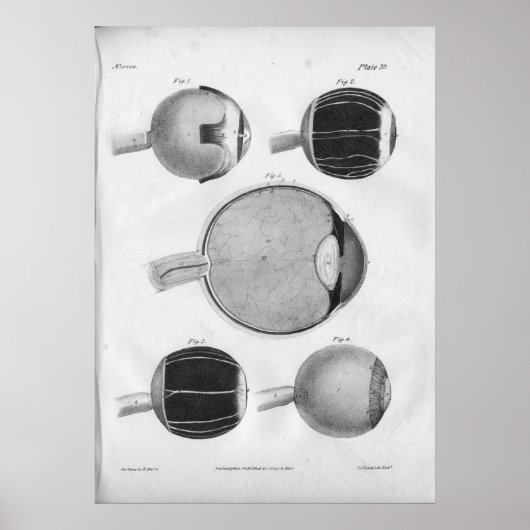 1854  ooganatomie afdrukken poster (Voorkant)