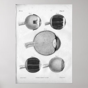 1854  ooganatomie afdrukken poster