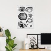 1854  ooganatomie B/W afdrukken Poster (Thuiskantoor)