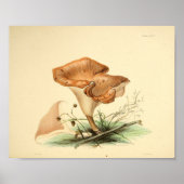  1855 champignons, bruin Pet, afdrukken Poster (Voorkant)