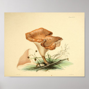  1855 champignons, bruin Pet, afdrukken Poster