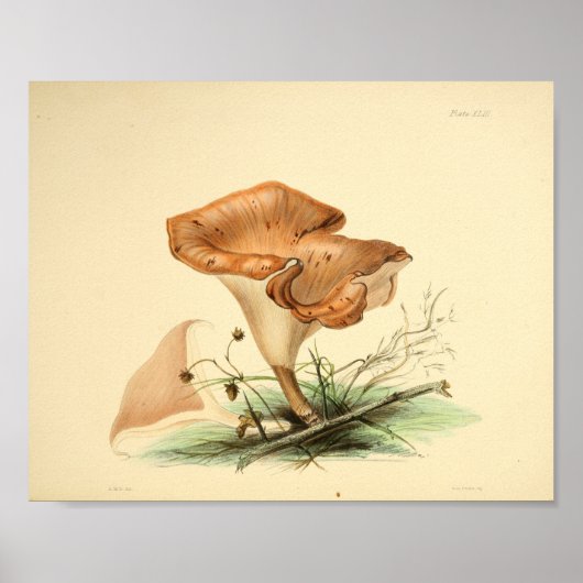  1855 champignons, bruin Pet, afdrukken Poster (Voorkant)