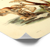  1855 champignons, bruin Pet, afdrukken Poster (Hoek)