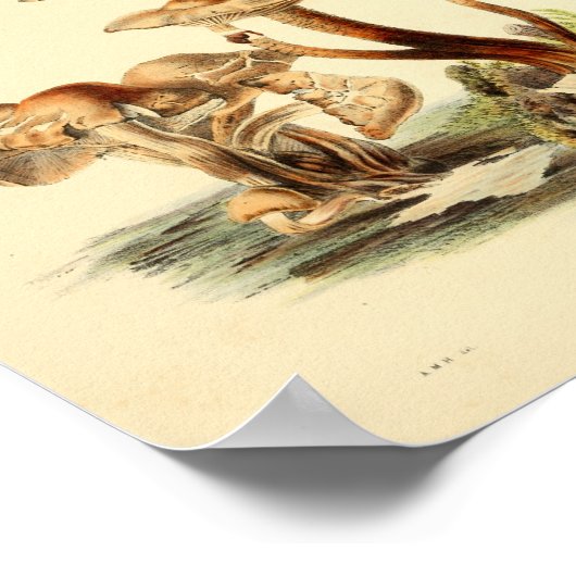 1855 champignons, bruin Pet, afdrukken Poster (Hoek)