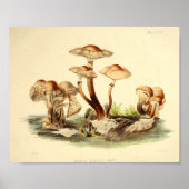  1855 champignons, bruin Pet, afdrukken Poster (Voorkant)