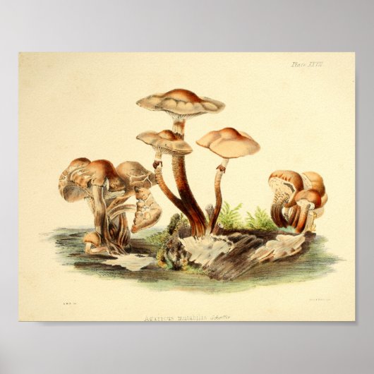  1855 champignons, bruin Pet, afdrukken Poster (Voorkant)