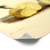  1855 champignons, bruin Pet, afdrukken Poster (Hoek)