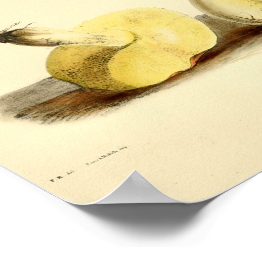  1855 champignons, bruin Pet, afdrukken Poster (Hoek)