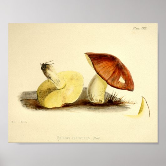  1855 champignons, bruin Pet, afdrukken Poster (Voorkant)