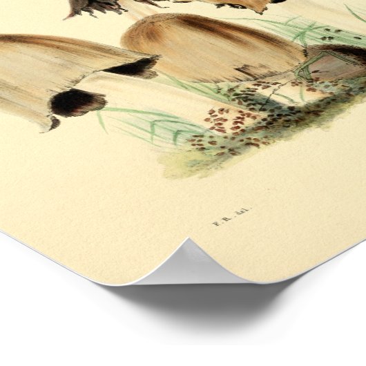  1855 champignons, bruin Pet, afdrukken Poster (Hoek)