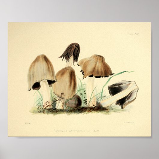  1855 champignons, bruin Pet, afdrukken Poster (Voorkant)