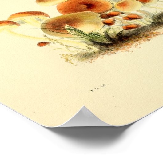 1855 champignons, bruin Pet, afdrukken Poster (Hoek)