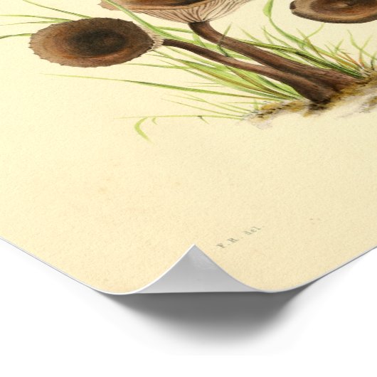  1855 champignons, bruin Pet, afdrukken Poster (Hoek)