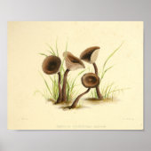  1855 champignons, bruin Pet, afdrukken Poster (Voorkant)