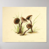 1855 champignons, bruin Pet, afdrukken
