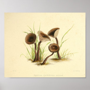  1855 champignons, bruin Pet, afdrukken Poster