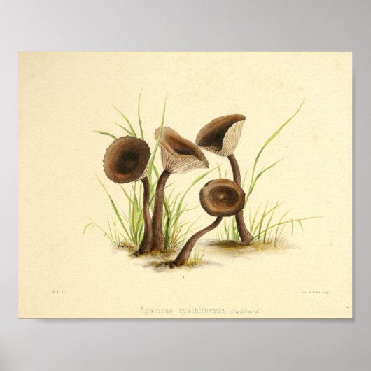  1855 champignons, bruin Pet, afdrukken Poster (Voorkant)