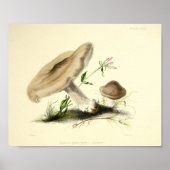  1855 champignons, bruin Pet, afdrukken Poster (Voorkant)