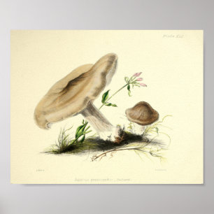  1855 champignons, bruin Pet, afdrukken Poster