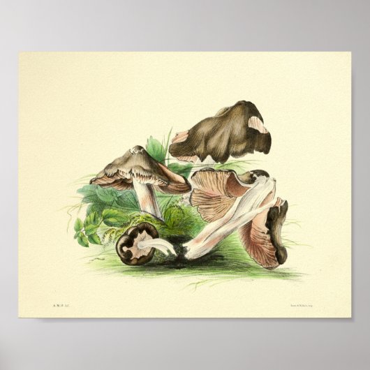  1855 champignons, bruin Pet, afdrukken Poster (Voorkant)