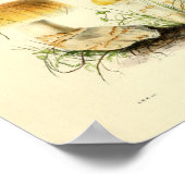 1855 champignons, bruin Pet, afdrukken Poster (Hoek)