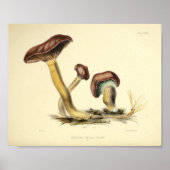 1855 champignons, bruin Pet, afdrukken Poster (Voorkant)