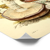  1855 champignons, bruin Pet, afdrukken Poster (Hoek)
