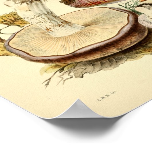  1855 champignons, bruin Pet, afdrukken Poster (Hoek)