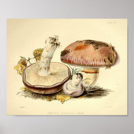  1855 champignons, bruin Pet, afdrukken Poster (Voorkant)