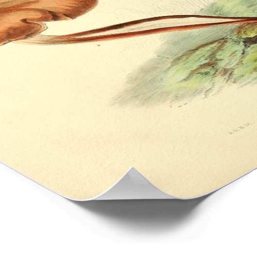  1855 champignons, bruin Pet, afdrukken Poster (Hoek)