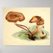  1855 champignons, bruin Pet, afdrukken Poster (Voorkant)