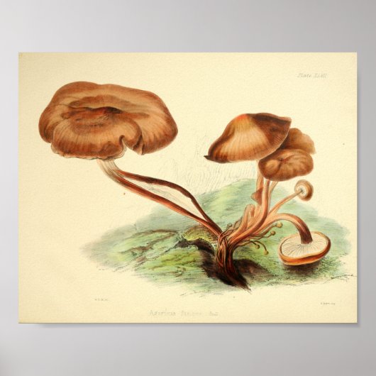  1855 champignons, bruin Pet, afdrukken Poster (Voorkant)
