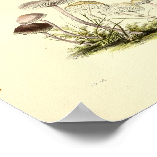  1855 champignons, bruin, wit, afdrukken poster (Hoek)