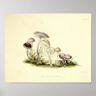  1855 champignons, bruin, wit, afdrukken poster
