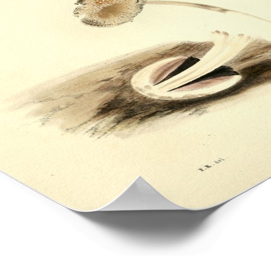  1855 champignons, bruin, wit, afdrukken poster (Hoek)