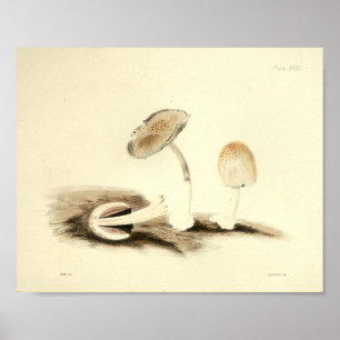  1855 champignons, bruin, wit, afdrukken poster