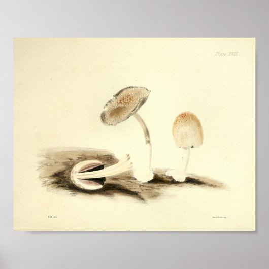  1855 champignons, bruin, wit, afdrukken poster (Voorkant)