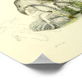  1855 champignons, bruin, wit, afdrukken poster (Hoek)